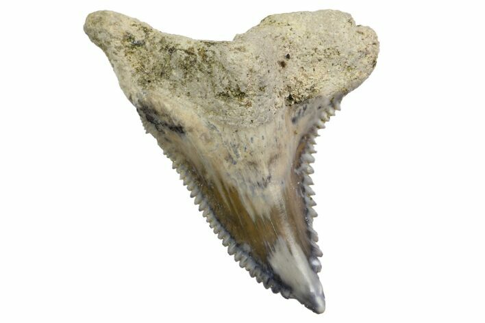 Fossil Shark Tooth (Hemipristis) - Bone Valley, Florida #145131